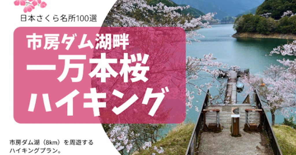 市房ダムを湖（8キロ）を周遊するハイキングプラン 霊峰市房山をバックに咲き誇る「日本さくら名所１００選」の桜は圧巻