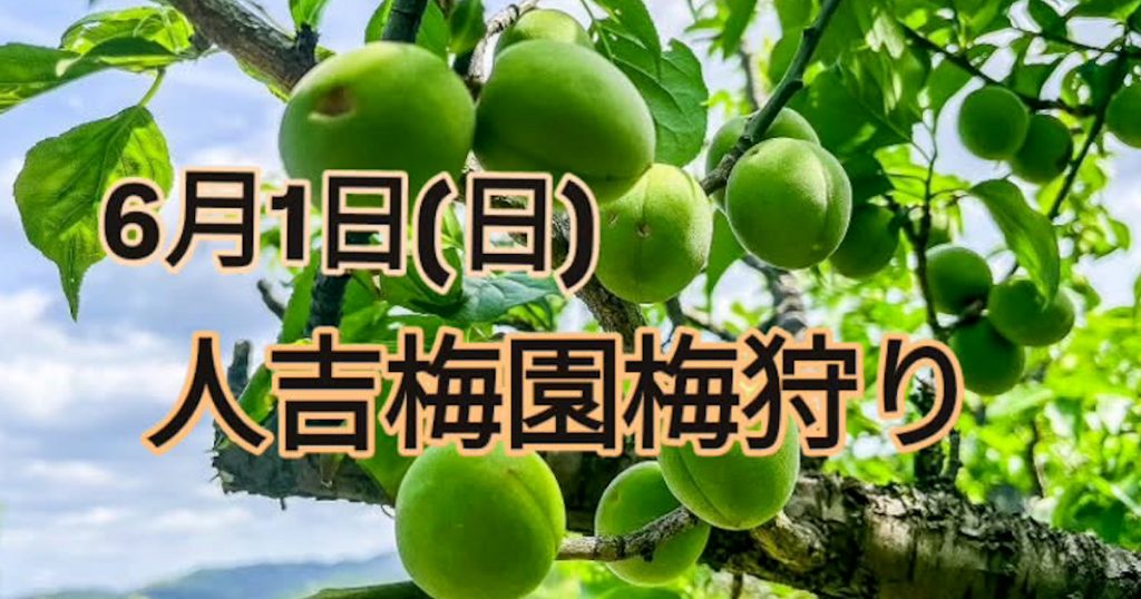 初夏の風物詩「人吉梅園 梅狩り」が開催されます！ 約4,600本の梅の木が広がる丘陵地で、初夏の自然を感じながら梅の収穫を楽しんでみませんか？