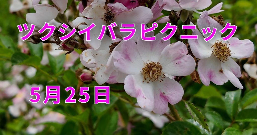 希少な野生バラ「ツクシイバラ」が咲き誇る球磨川河川敷で、毎年恒例の「ツクシイバラピクニック」が開催されます