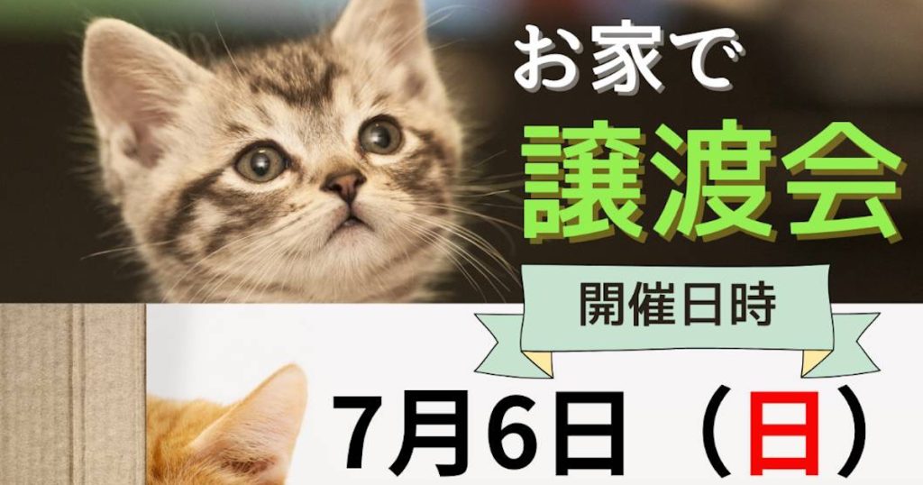猫さん達のペースに合わせた無理のない譲渡会を目指しています😃 なので、私たちもゆっくりと猫さん達に向き合う時間にしたいですね～🍀